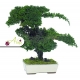 Stabilizovaná rastlina Pitosporum Bonsai 25 cm